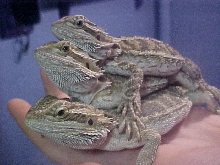 Stack o' dragons 2