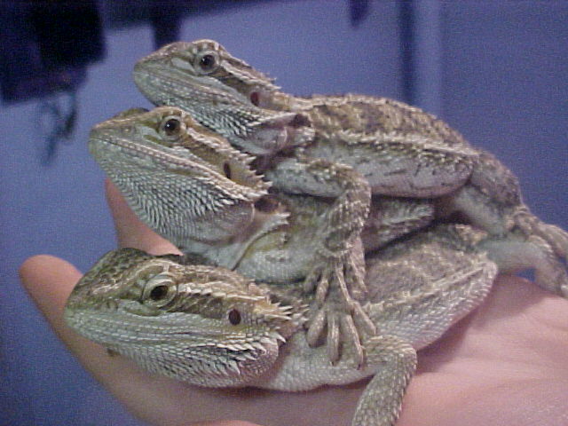 Stack o' dragons 2