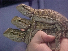 Stack o' Dragons