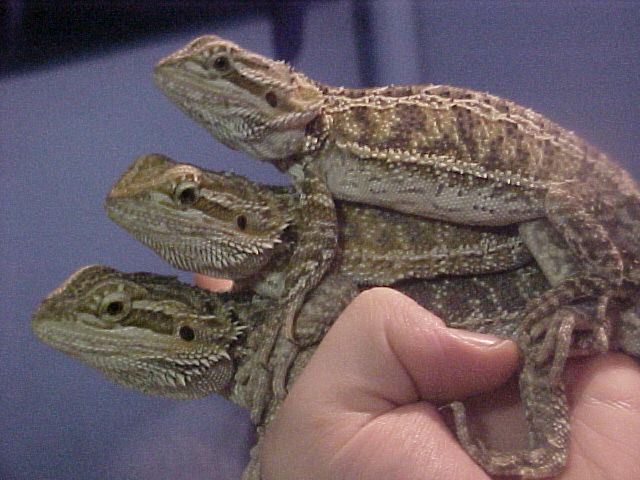 Stack o' Dragons