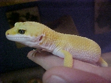 my fav pic of vandal so far..