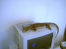 chillin