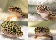 Leopard Gecko