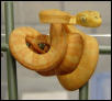 Hortulanus from 2002 litter