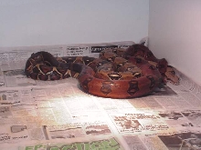 Red male courting light BCI