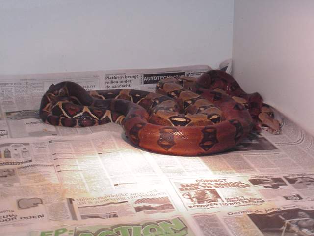 Red male courting light BCI