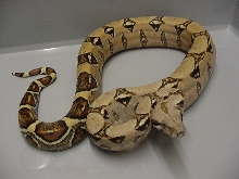 Light BCI