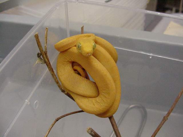 Hortulanus Offspring 2001