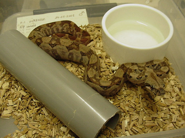 Hypo Nicaraguan