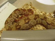 Hypo Nicaraguan Tail