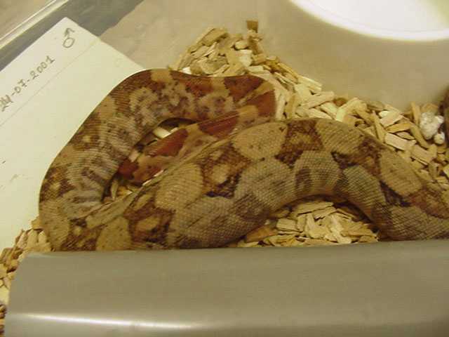 Hypo Nicaraguan Tail