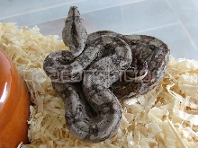 Possible het. Leopard