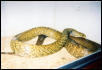 2nd Pic of Anthony's Green Monster Melanarus