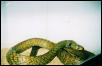 Anthony's Green Monster