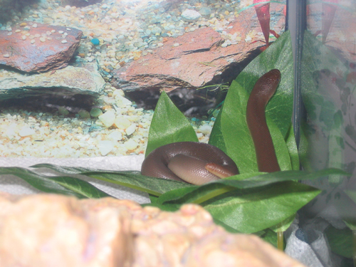 Rubber Boa