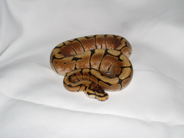 spider male
