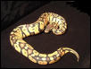 male pastel