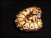 pastel female