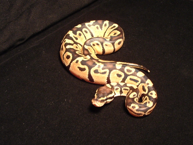 female pastel