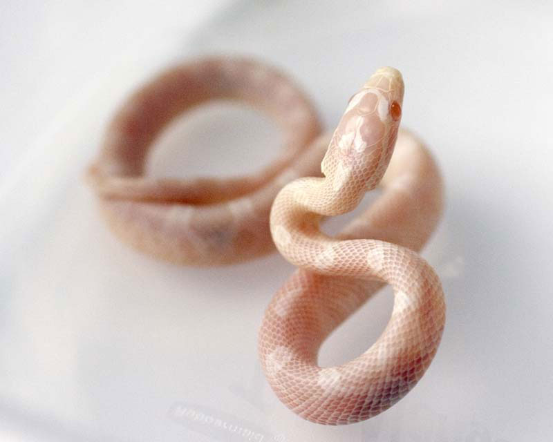 06 coral ghost