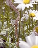 Banana in the Daisies