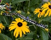 Cheetah in the Flowers