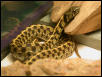 A Checkered Garter