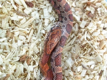 Chili