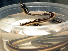 Ginger; Red -sided garter bathing