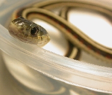 A Close-up of Ginger our Red-Sided Garter