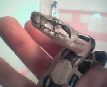 Dwarf Boa
