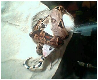 dwarf boa constricting