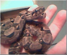 dwarf boa 4