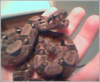 dwarf boa 4
