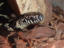 Eastern Kingsnake