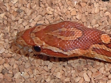 cornsnake head