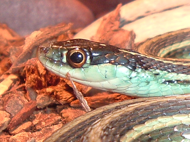 Adult Blue Ribbon