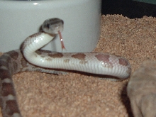 Texas Rat Snake