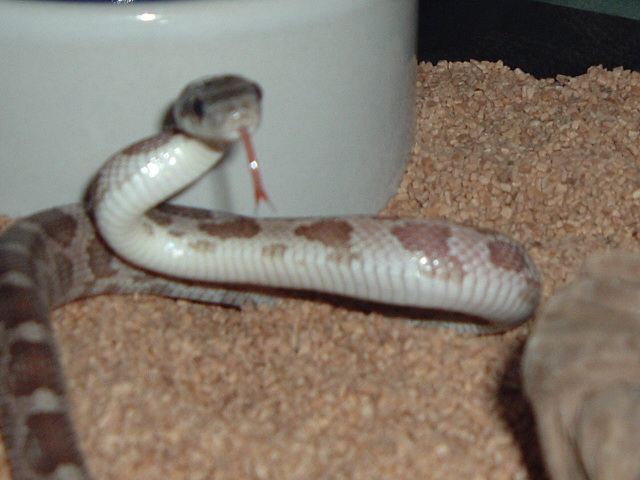 Texas Rat Snake