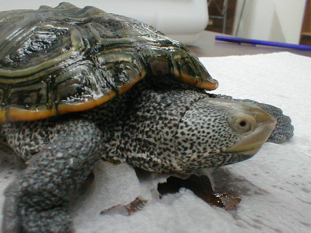 Diamondback Terrapin