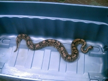 Adult Female 2700 Grams