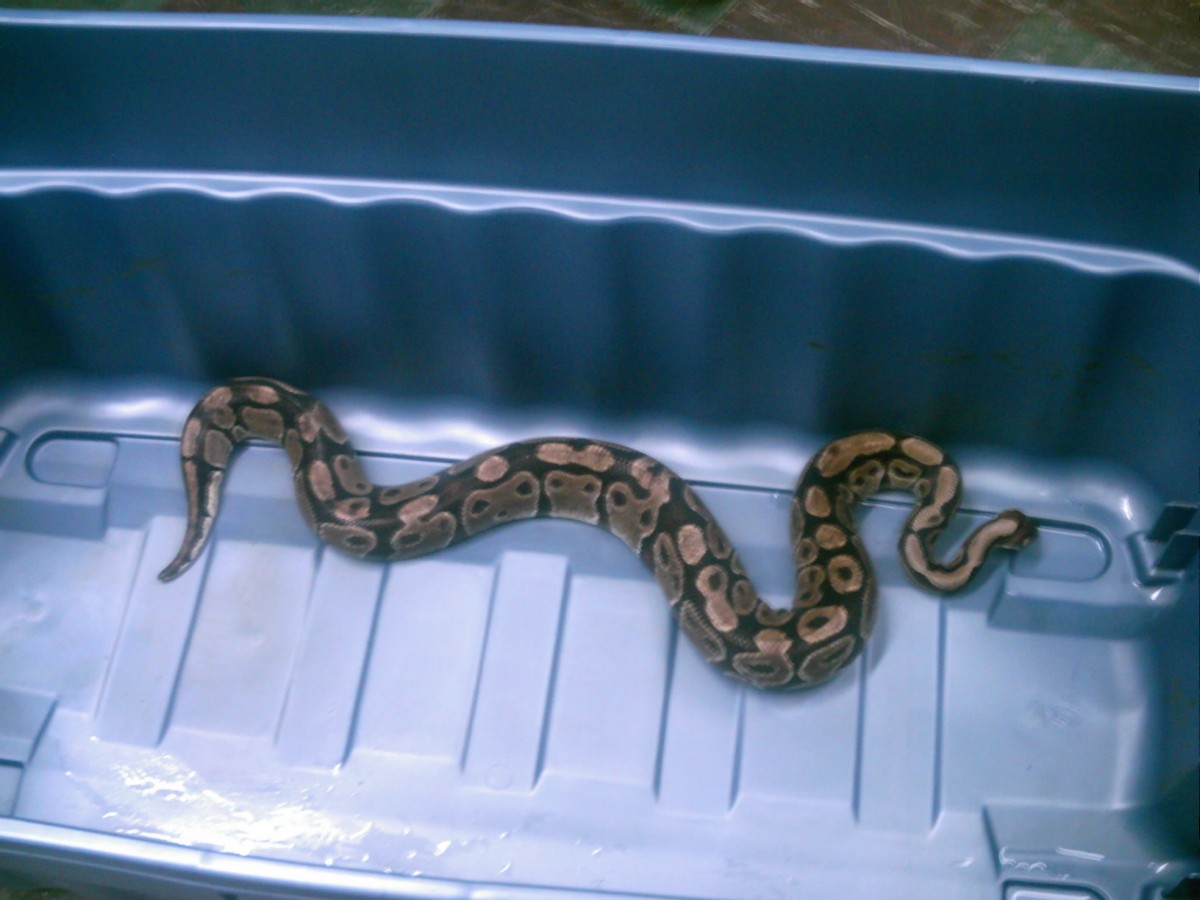 Adult Female 2700 Grams