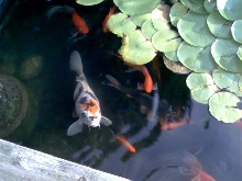 Back yard Pond 2