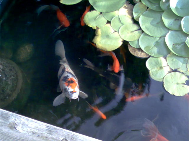 Back yard Pond 2