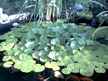 Back yard Pond 1