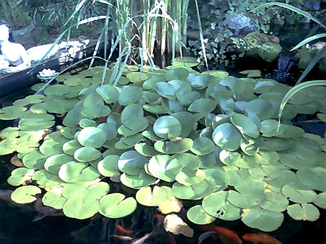 Back yard Pond 1