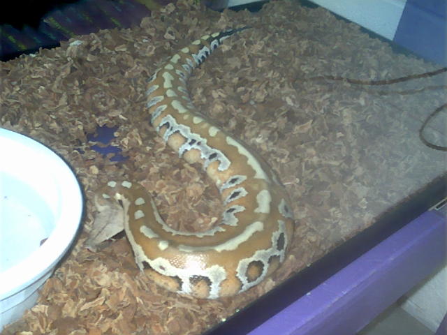 Sumatran Blood Python