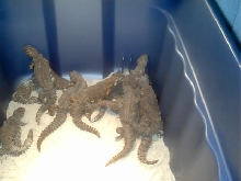 Niger Uromastyx