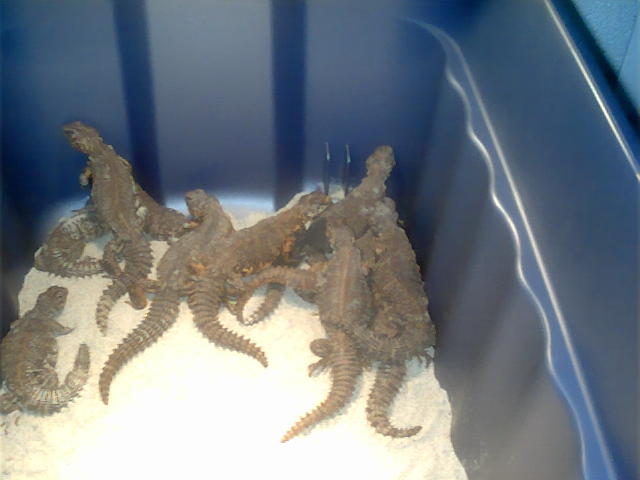 Niger Uromastyx