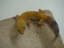 Male Leopard 1